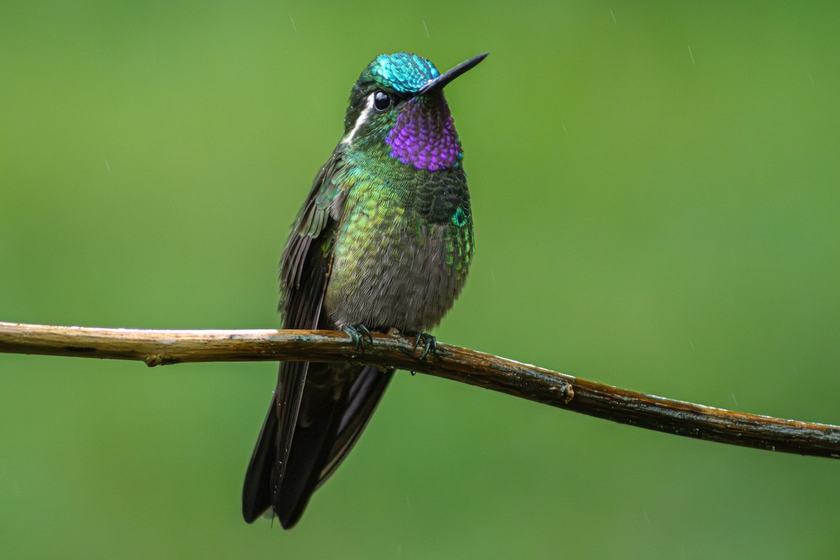 Purple-throated Mountain-gem - ML627892111