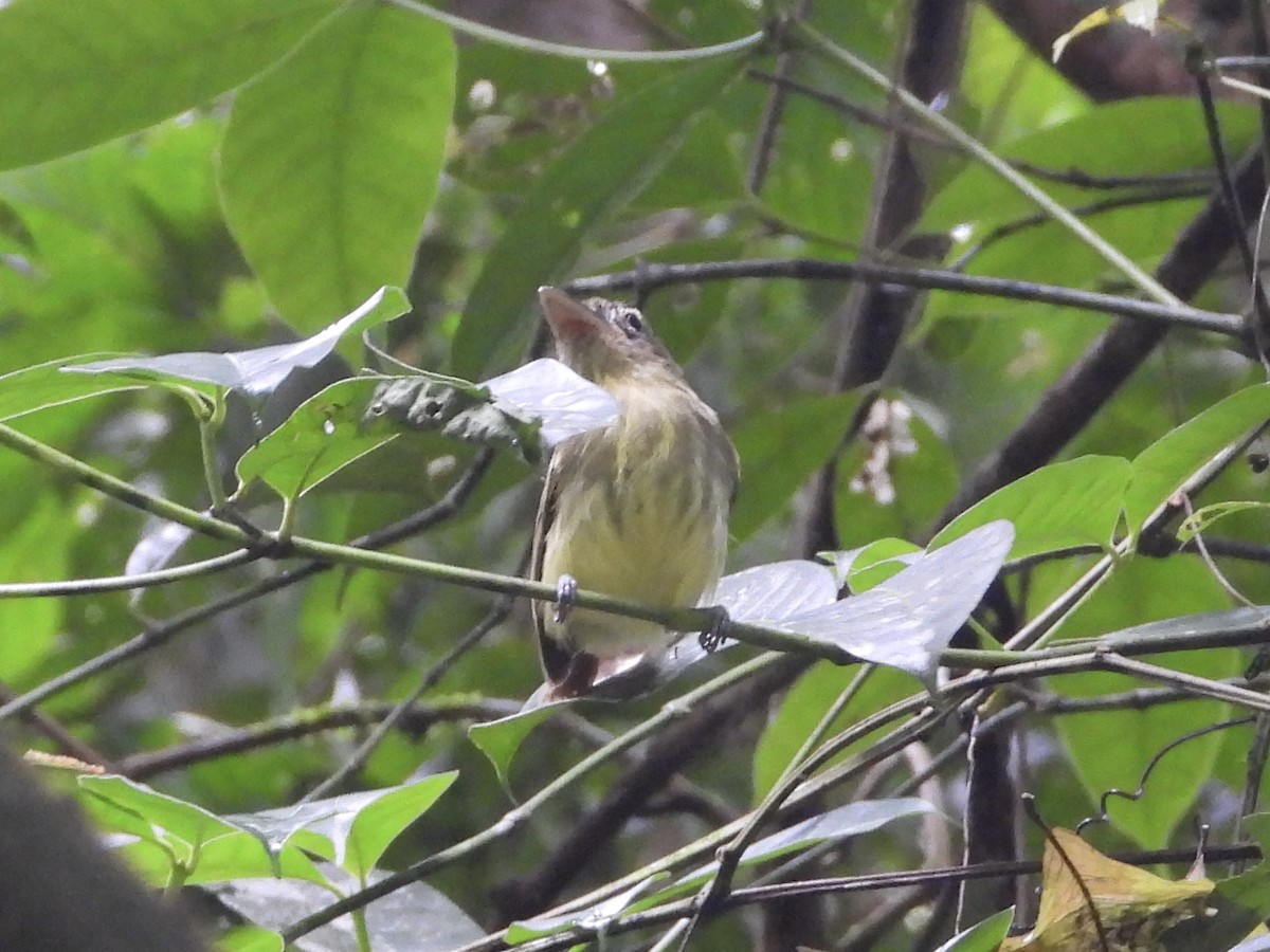 Western Olivaceous Flatbill - ML627892117