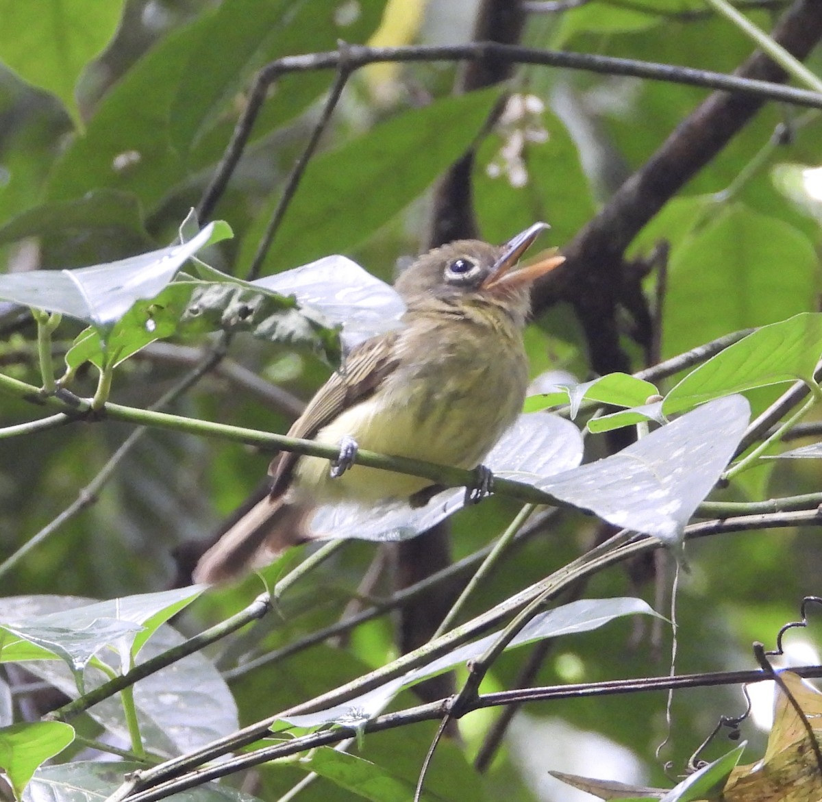 Western Olivaceous Flatbill - ML627892120