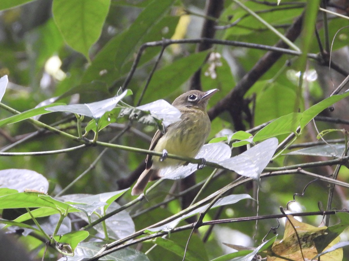 Western Olivaceous Flatbill - ML627892123