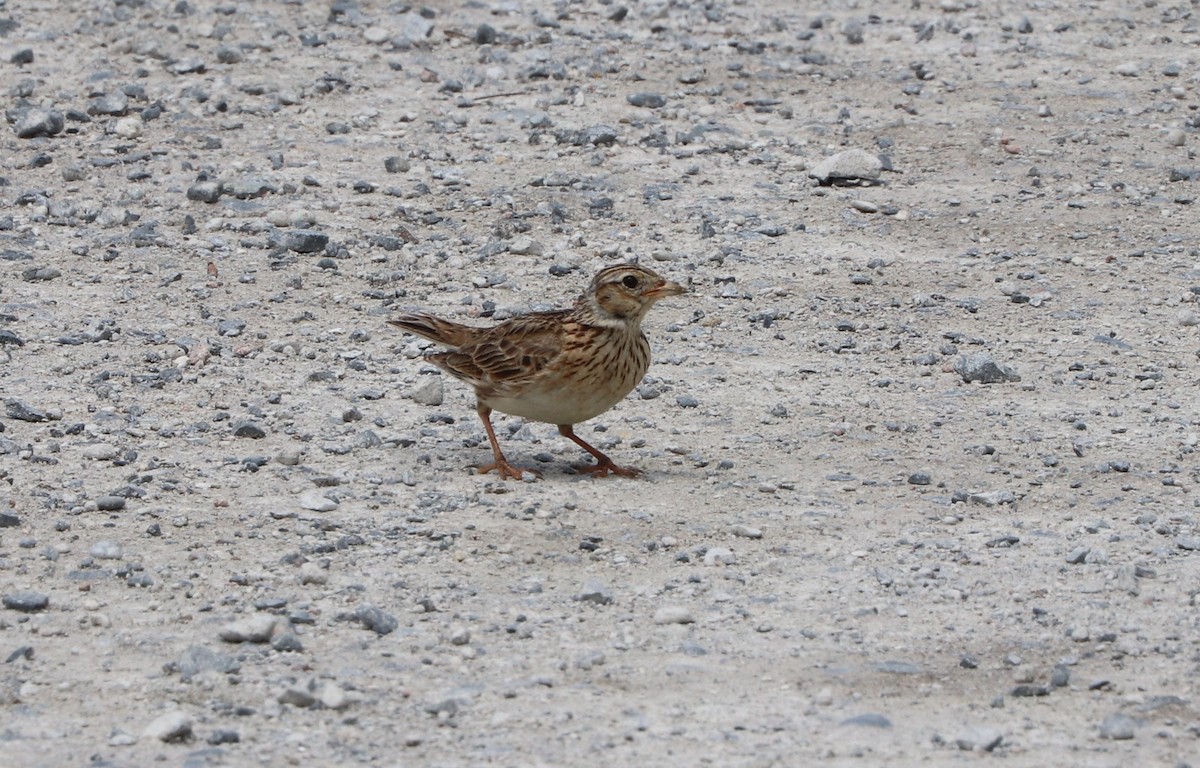 Eurasian Skylark - ML627892153