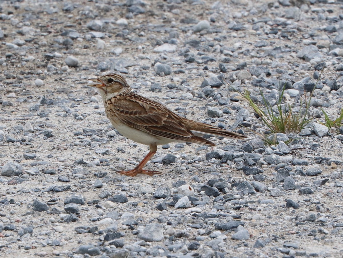 Eurasian Skylark - ML627892154