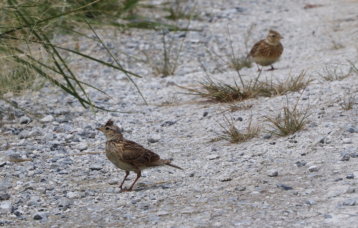 Eurasian Skylark - ML627892156