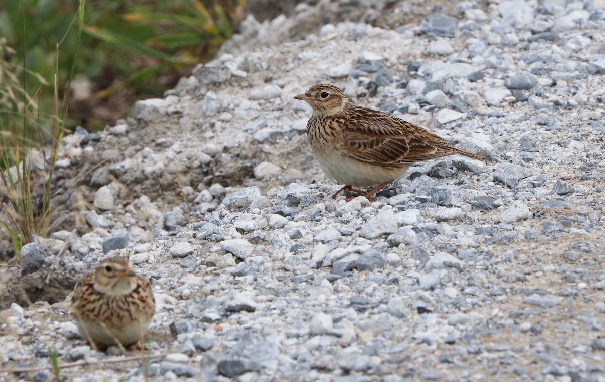 Eurasian Skylark - ML627892157