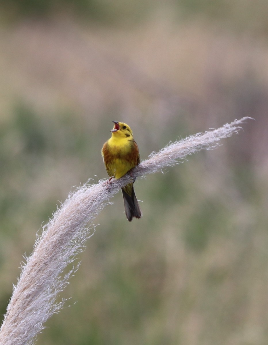 Yellowhammer - ML627892170