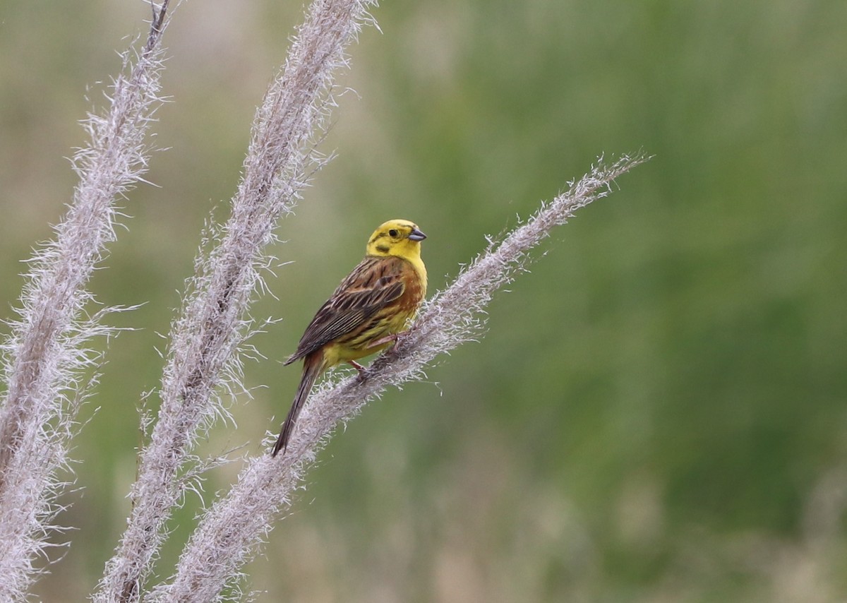 Yellowhammer - ML627892171