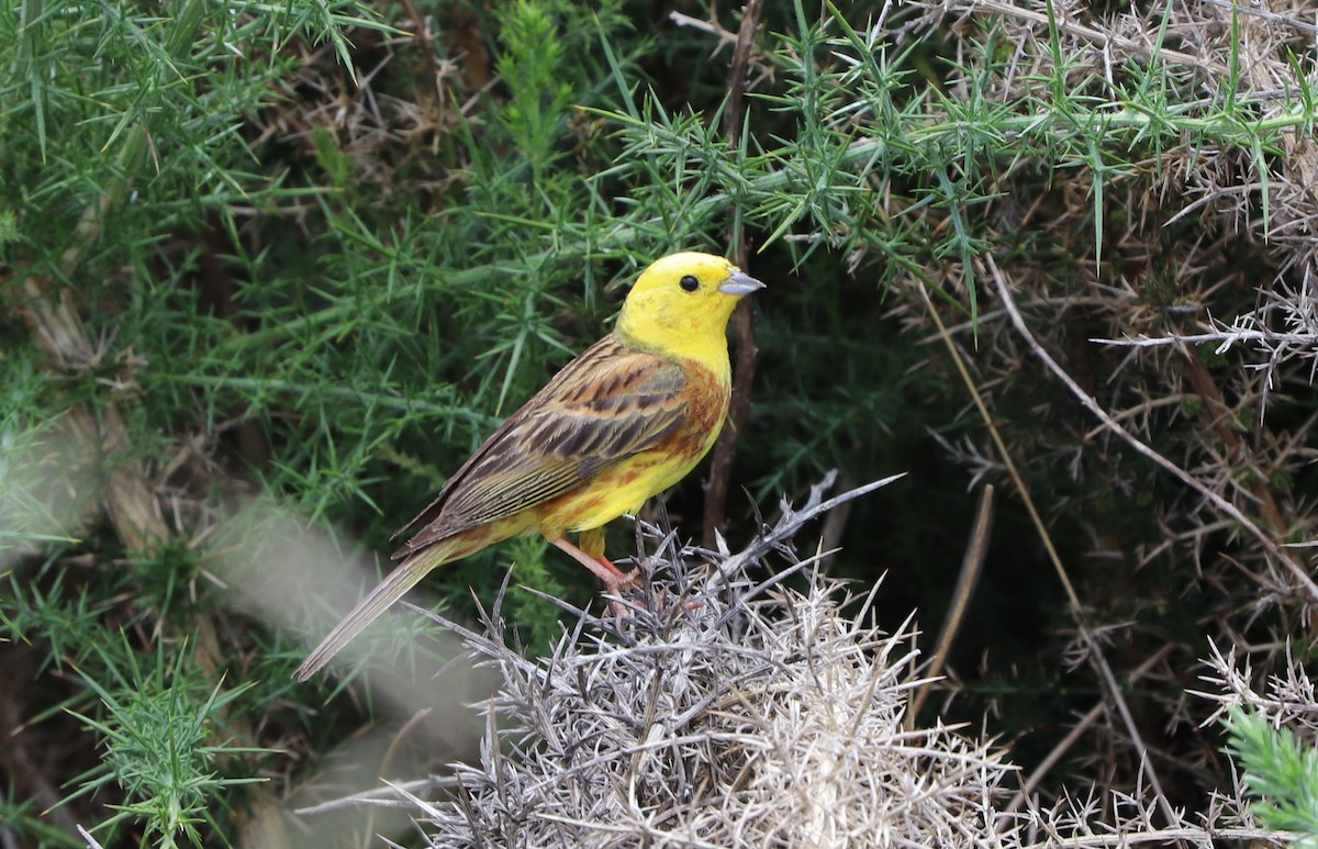 Yellowhammer - ML627892172