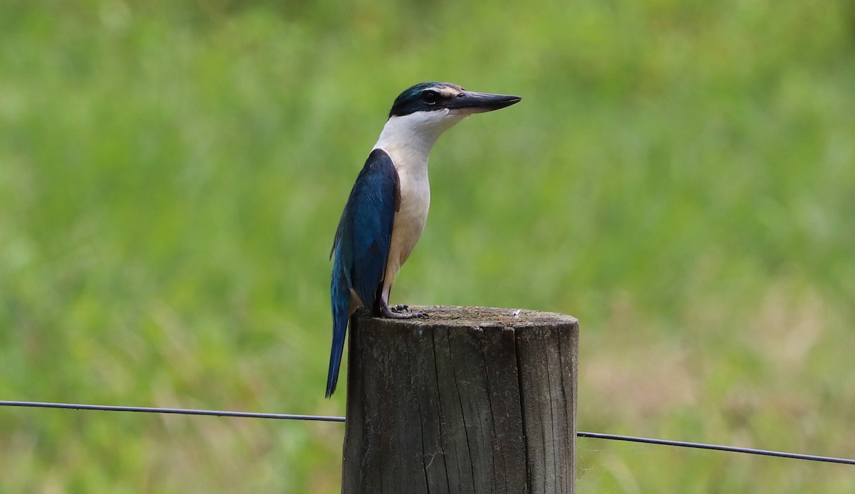 Sacred Kingfisher - ML627892188