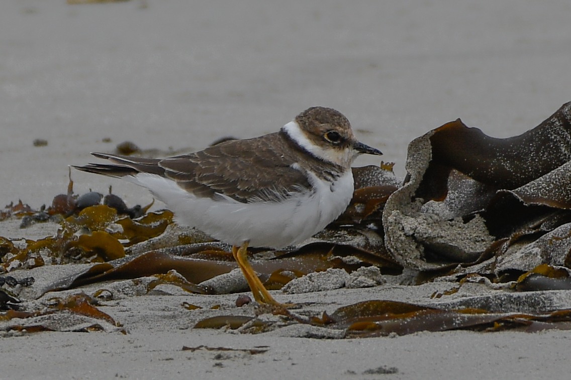 Little Ringed Plover - ML627892223