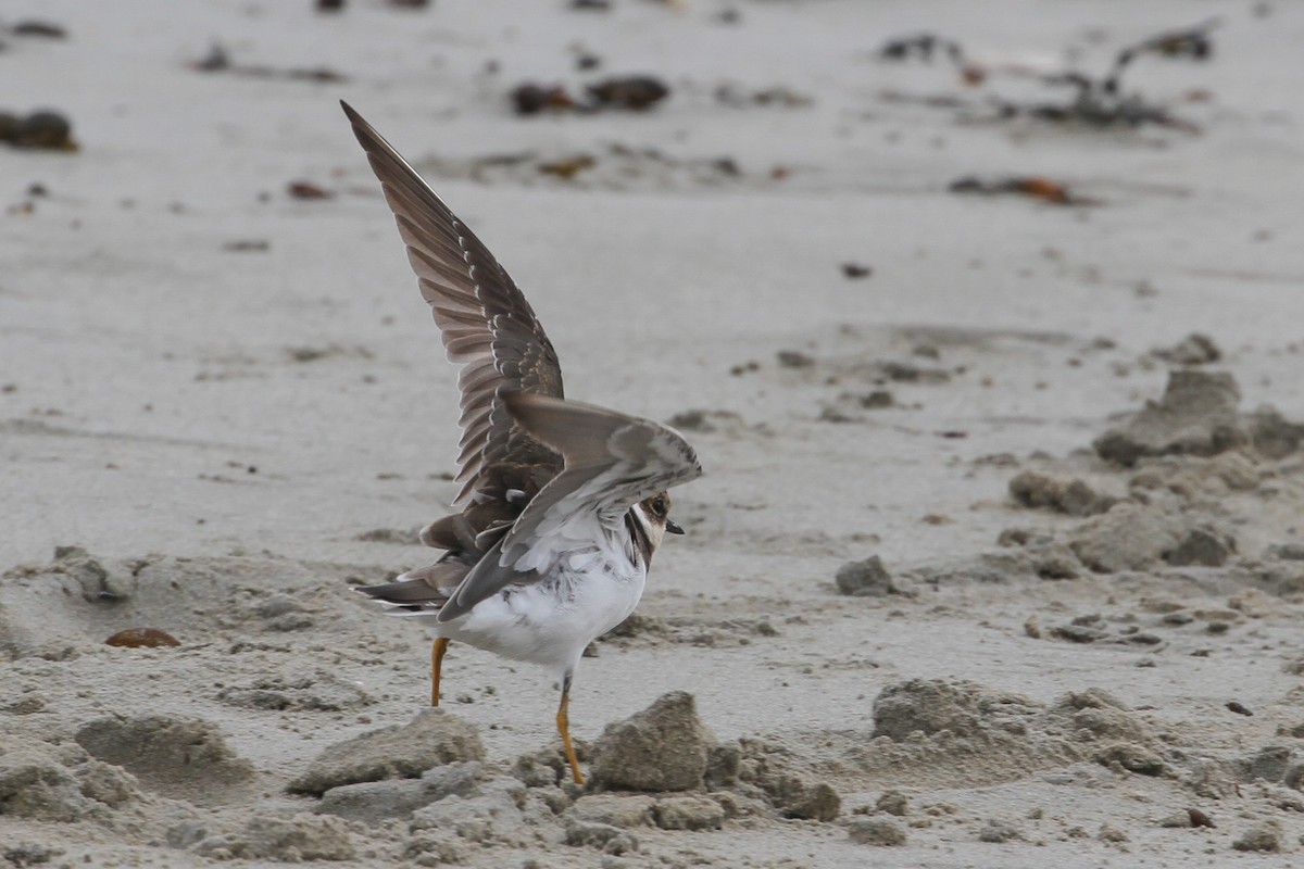Little Ringed Plover - ML627892225