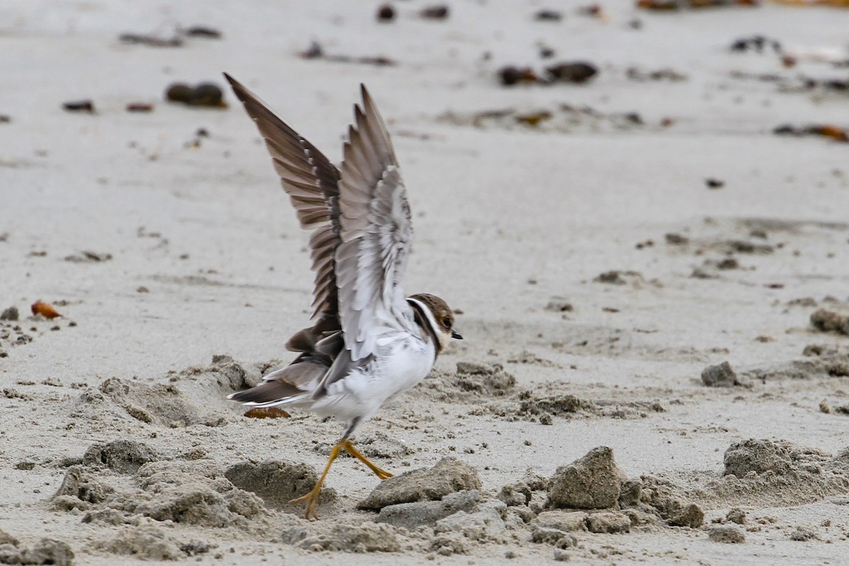 Little Ringed Plover - ML627892226