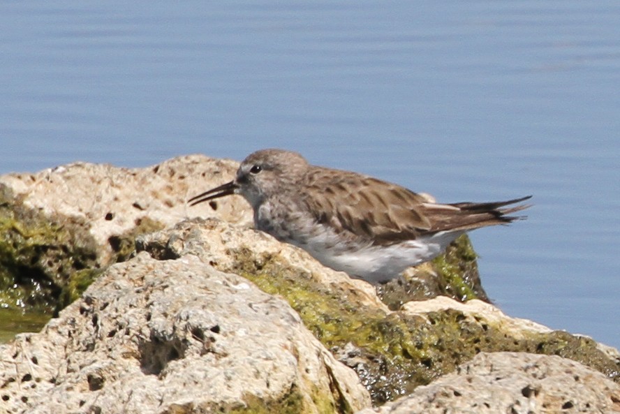 White-rumped Sandpiper - ML627892274