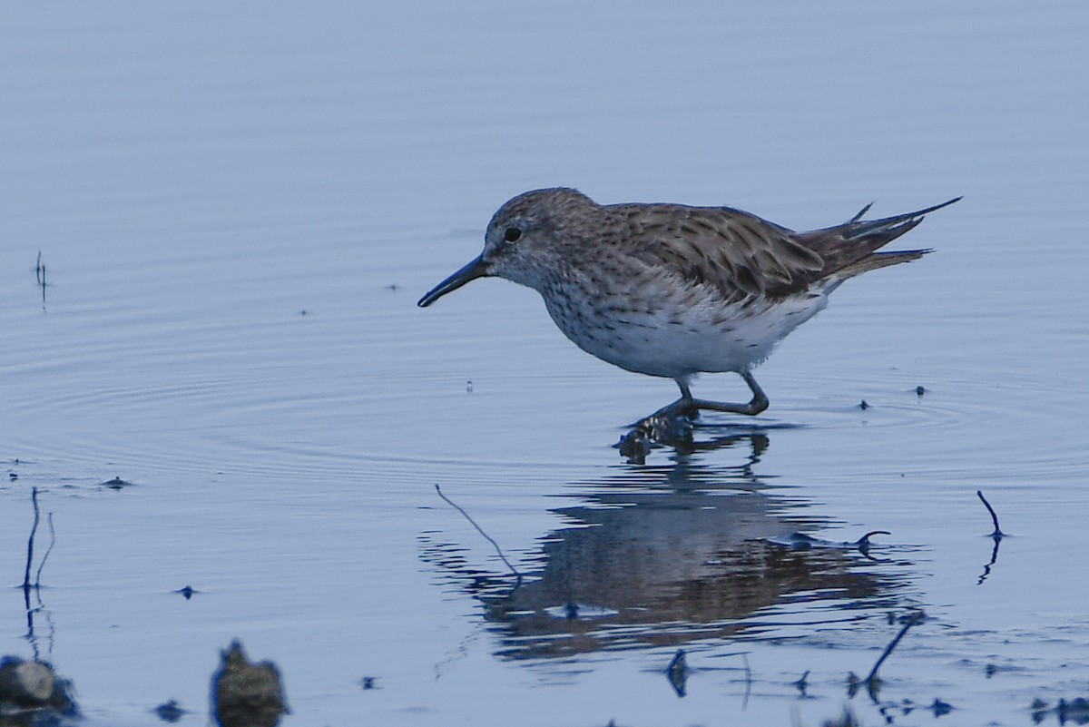 White-rumped Sandpiper - ML627892275