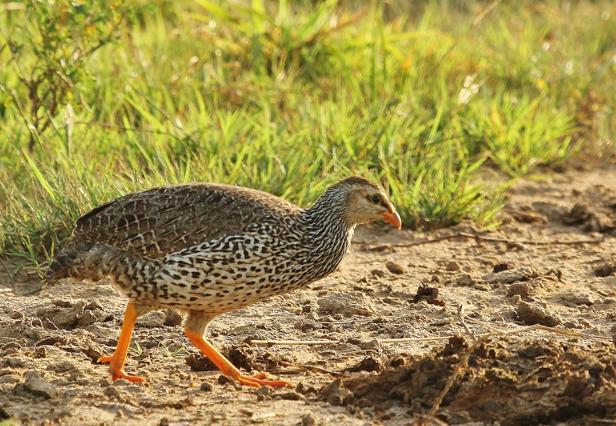 Francolin à bec jaune - ML627892295