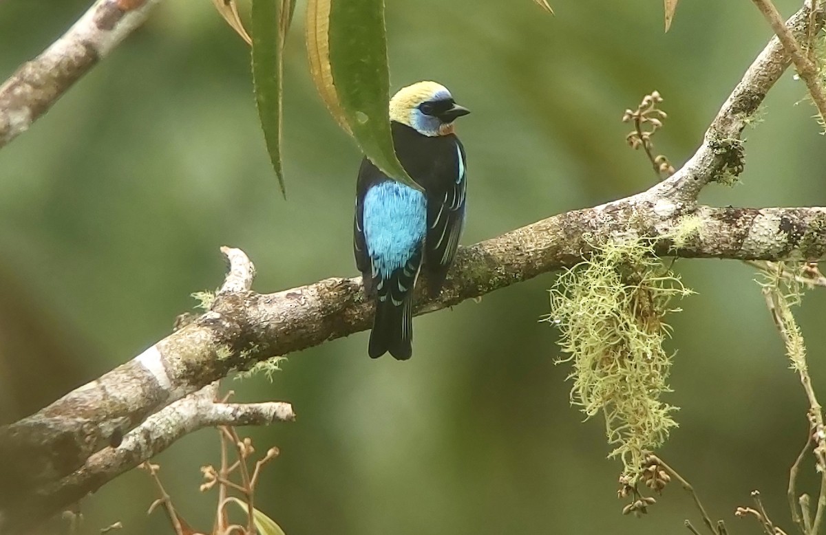 Golden-hooded Tanager - ML627892334