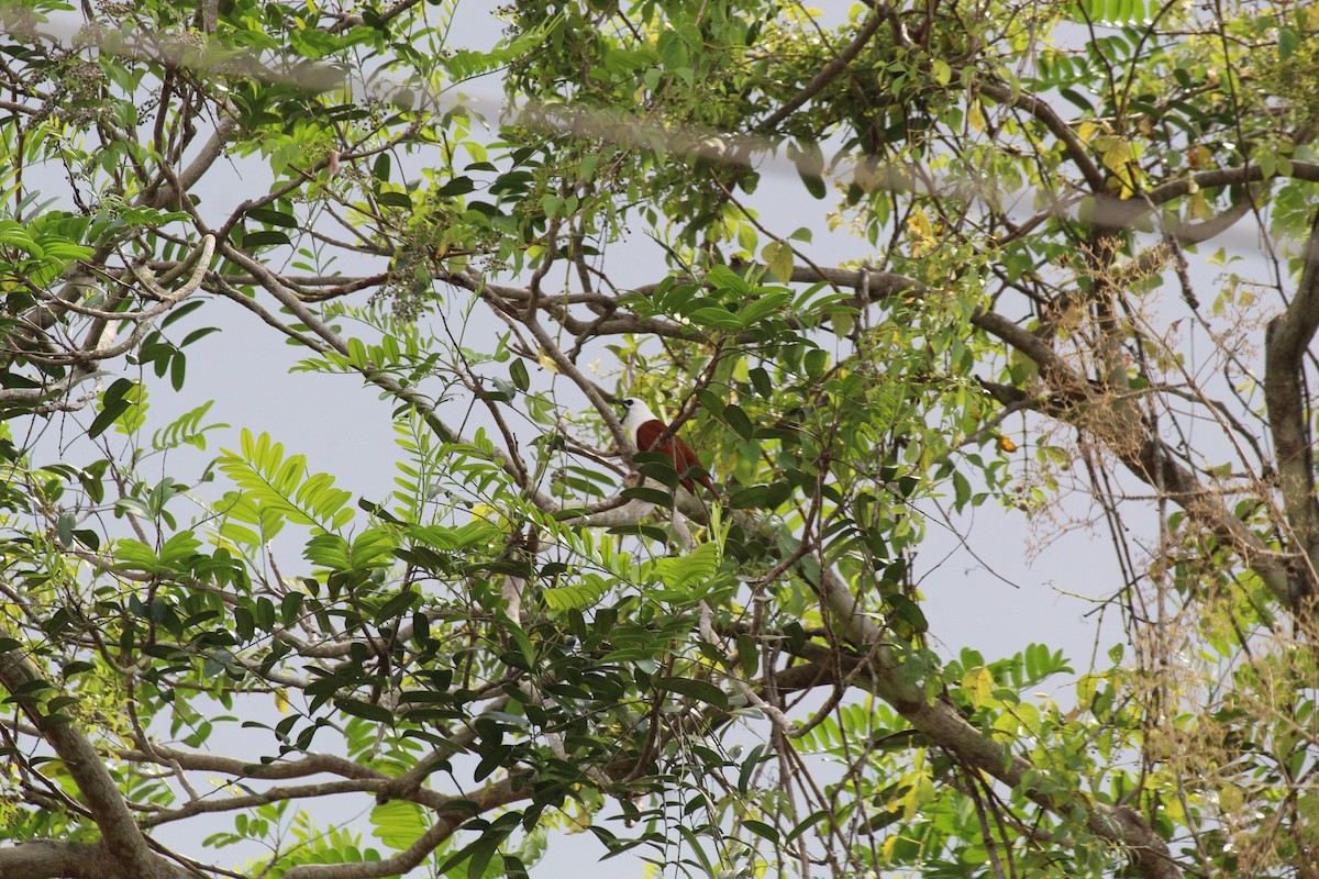 Araponga tricaronculé - ML627892346