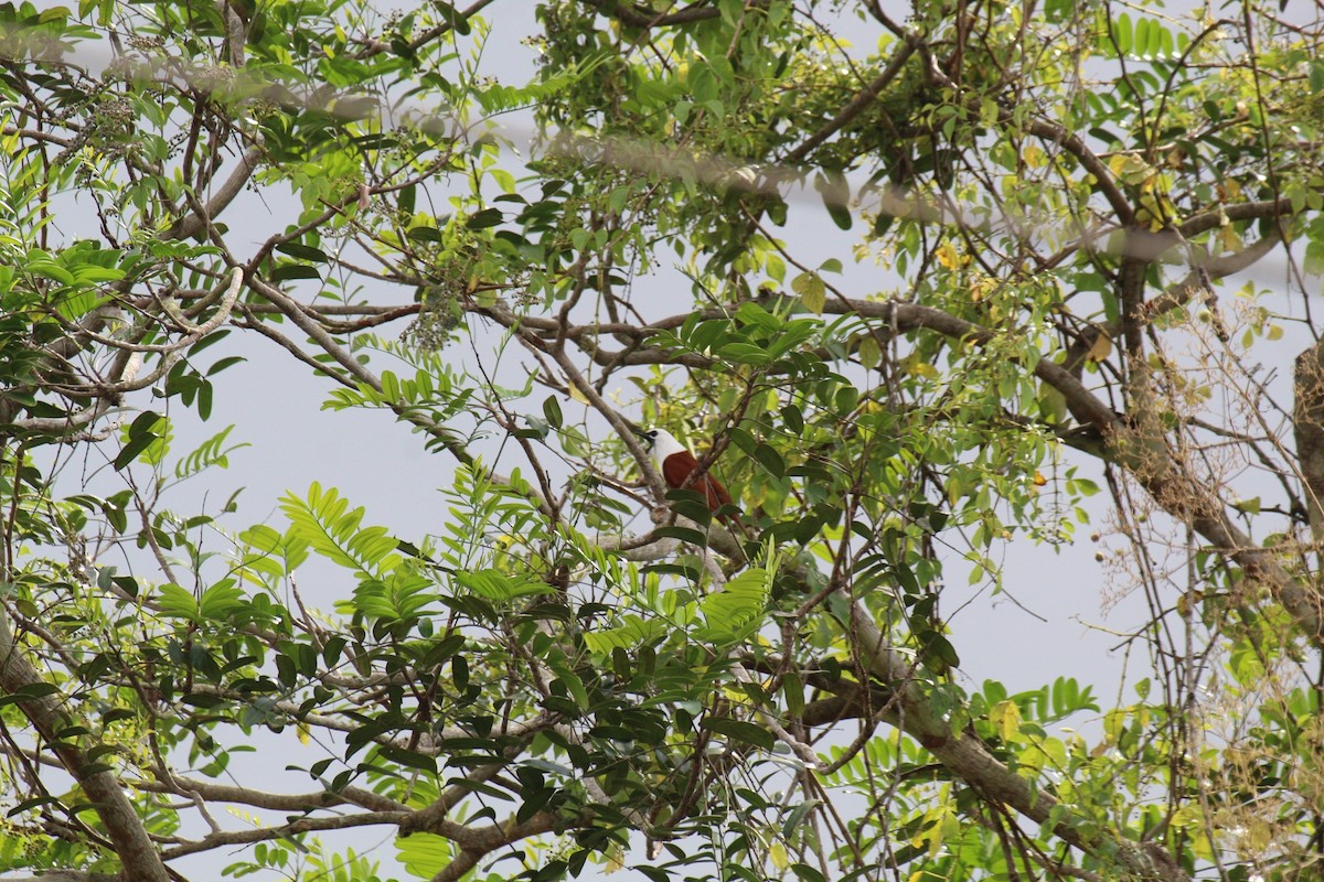 Araponga tricaronculé - ML627892351