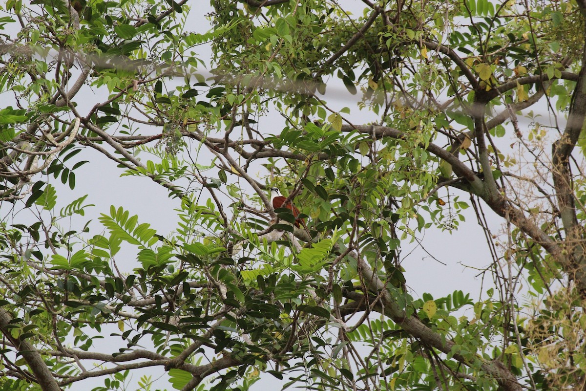 Araponga tricaronculé - ML627892356