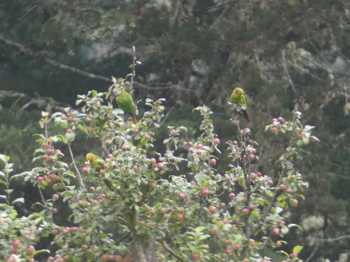 Sulphur-winged Parakeet - ML627892426