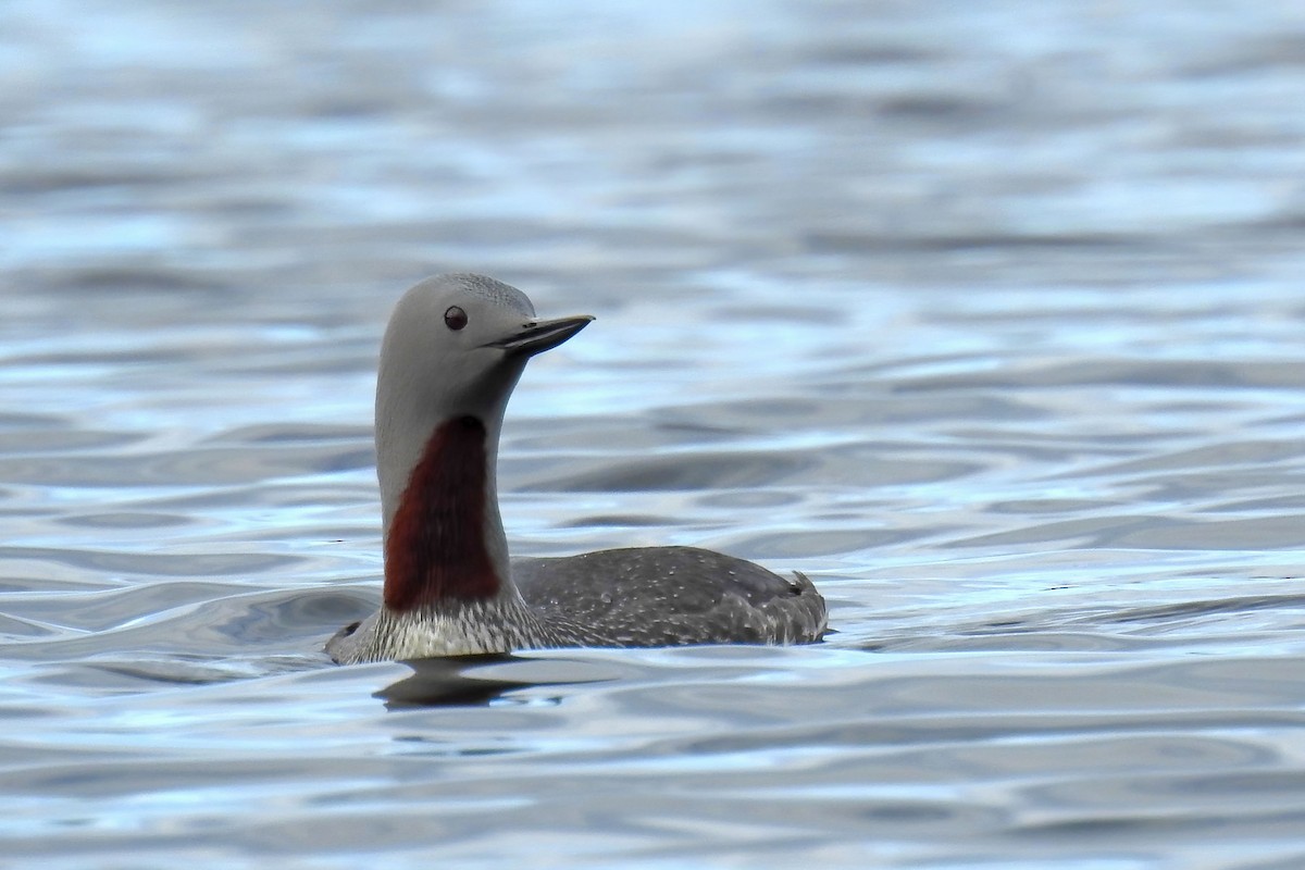 Red-throated Loon - ML627892504