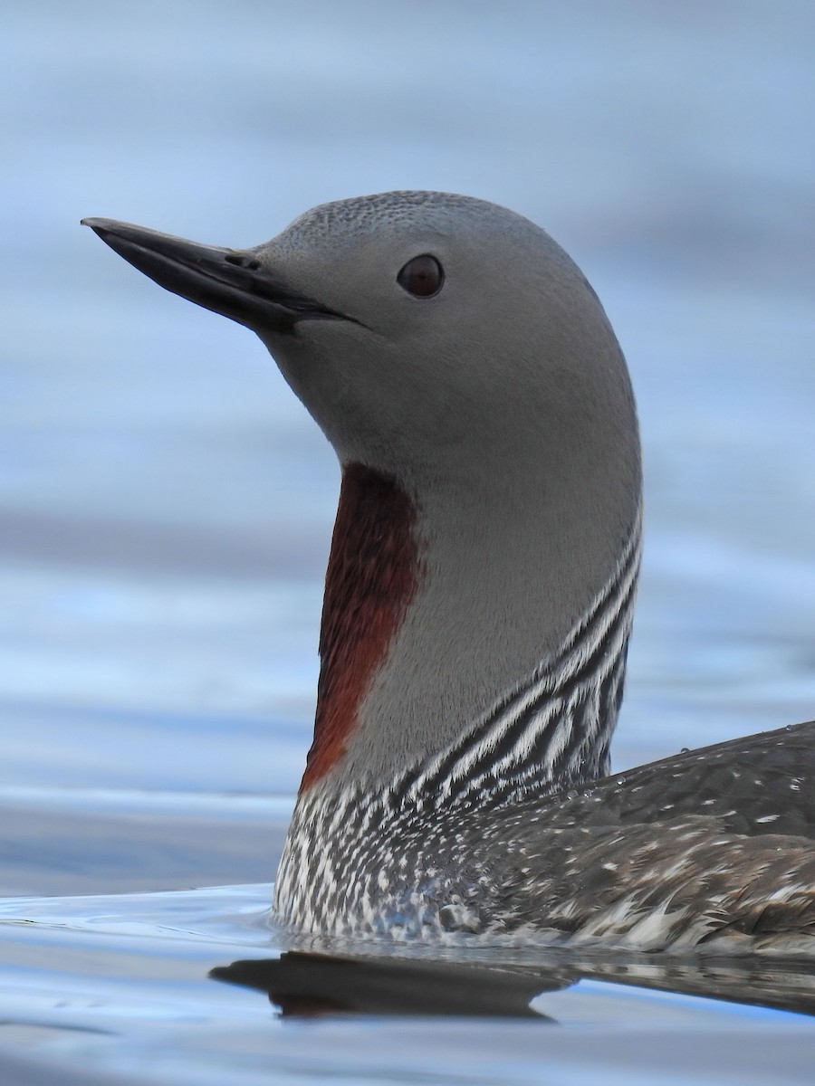 Red-throated Loon - ML627892505