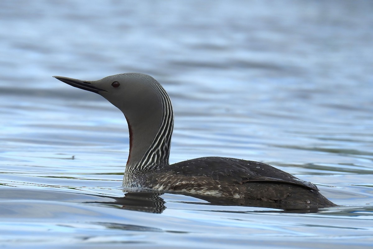 Red-throated Loon - ML627892506