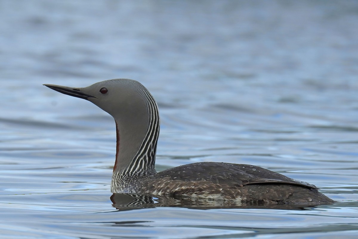 Red-throated Loon - ML627892508