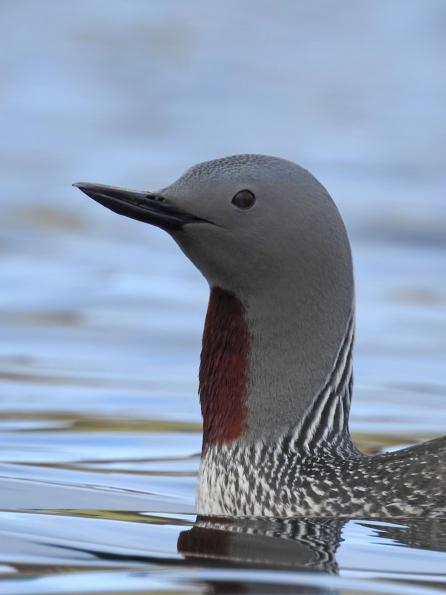 Red-throated Loon - ML627892509