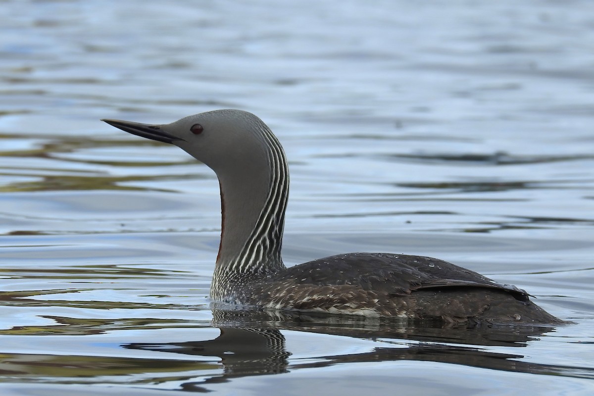 Red-throated Loon - ML627892510