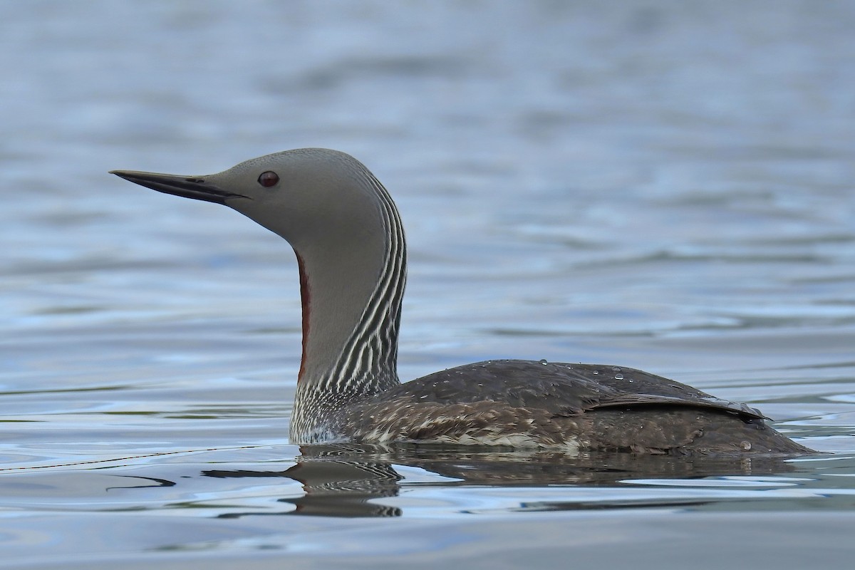 Red-throated Loon - ML627892511