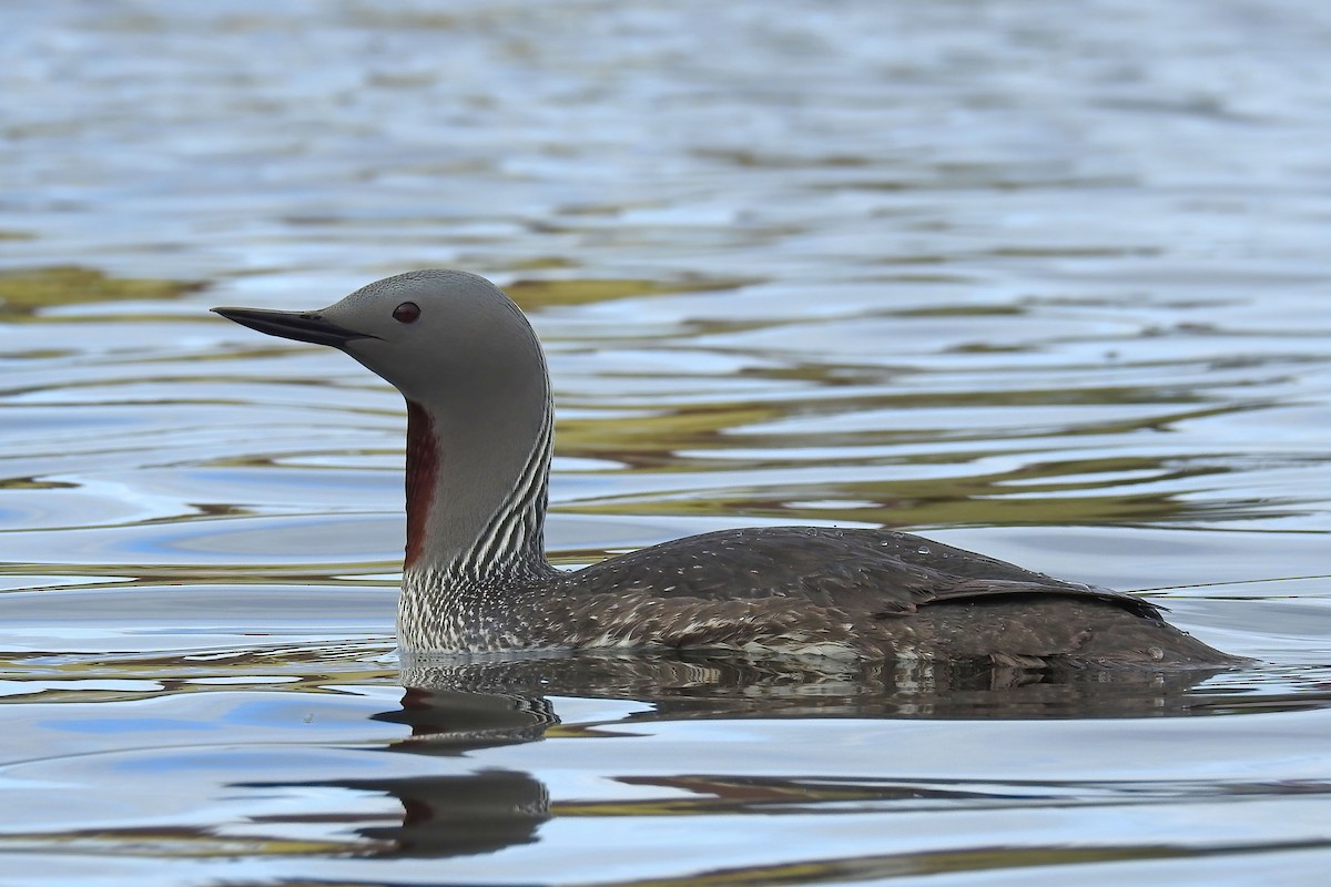 Red-throated Loon - ML627892512