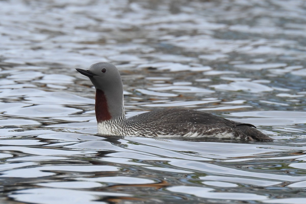 Red-throated Loon - ML627892513