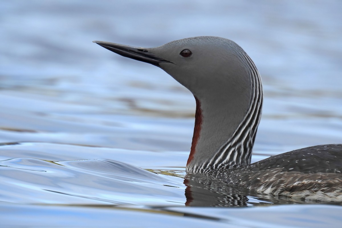 Red-throated Loon - ML627892514