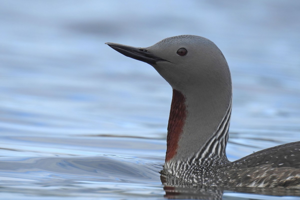 Red-throated Loon - ML627892515