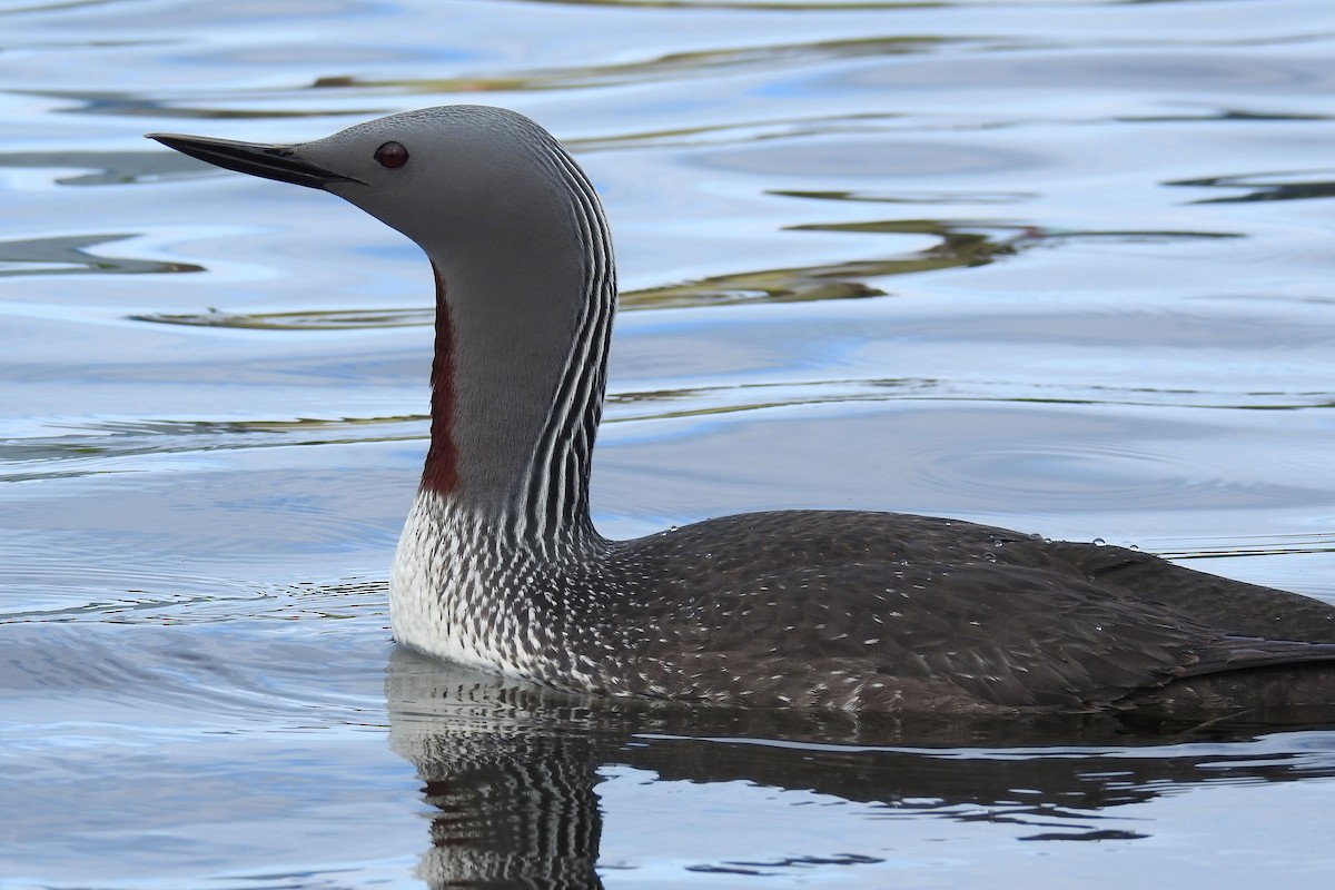 Red-throated Loon - ML627892516