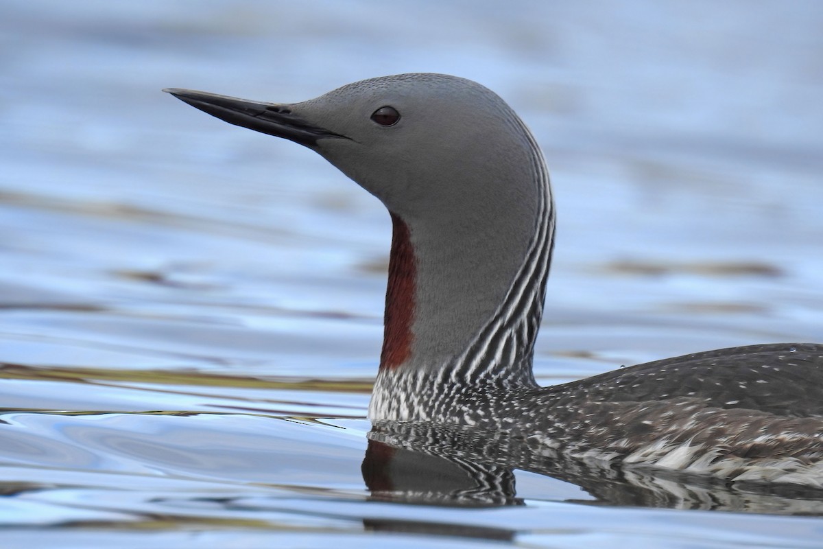 Red-throated Loon - ML627892517