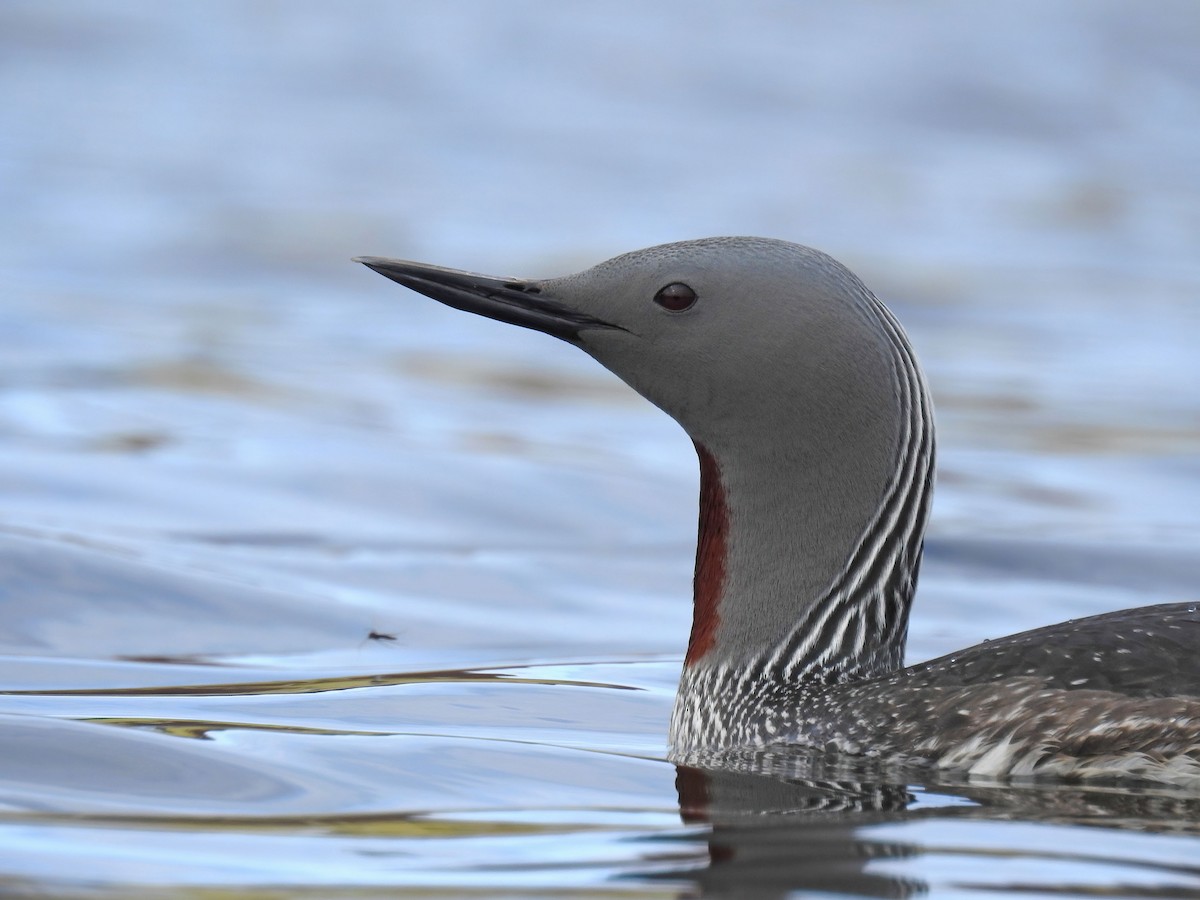 Red-throated Loon - ML627892518