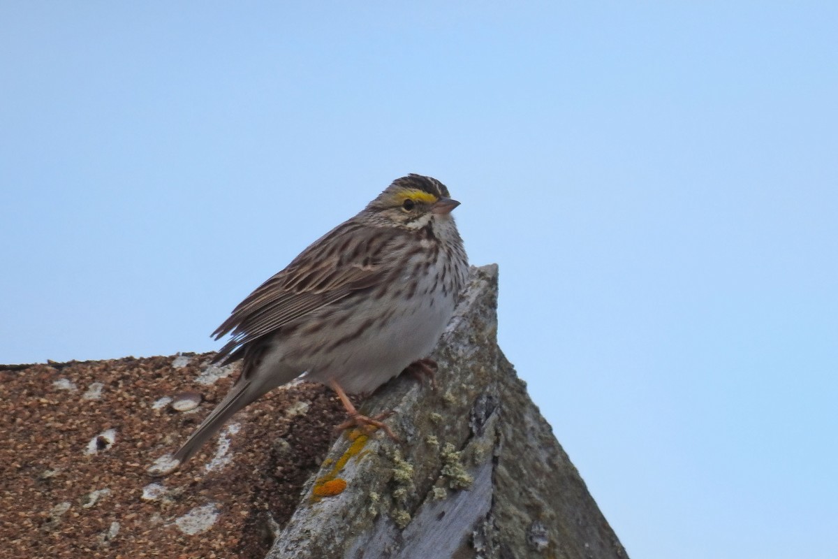 Savannah Sparrow - ML627892536