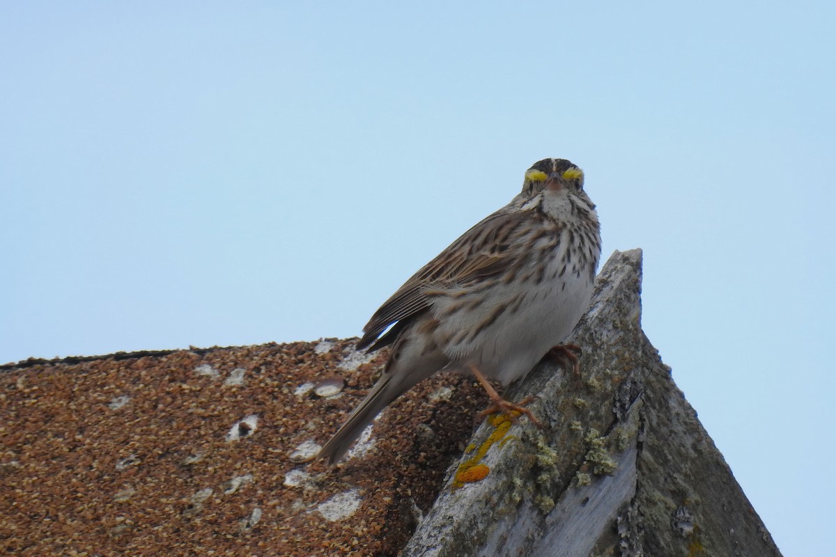 Savannah Sparrow - ML627892537