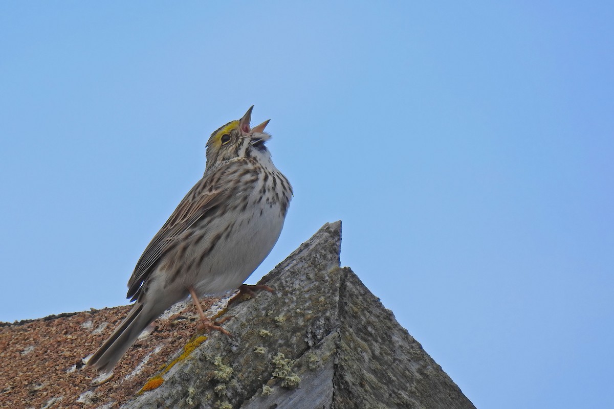 Savannah Sparrow - ML627892538