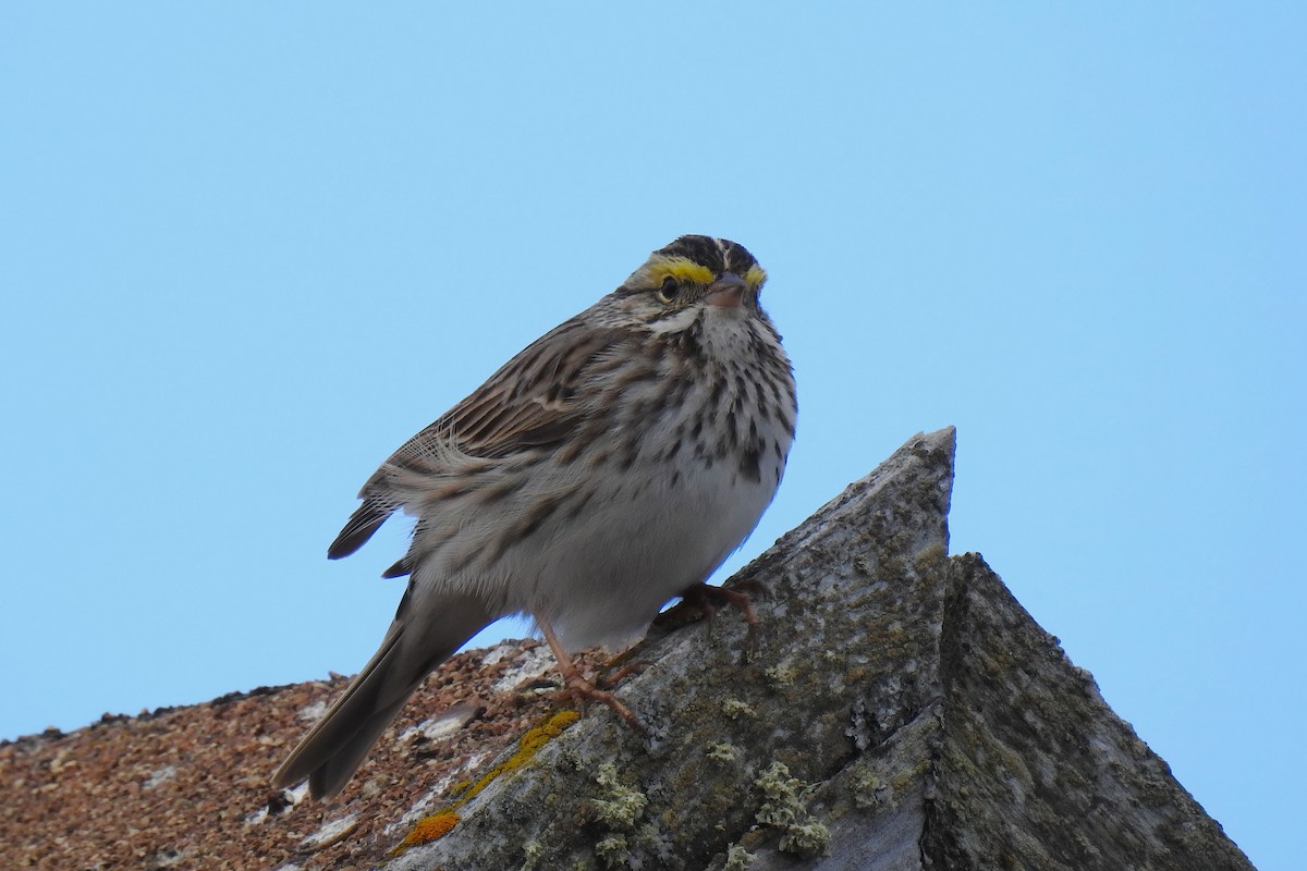 Savannah Sparrow - ML627892539