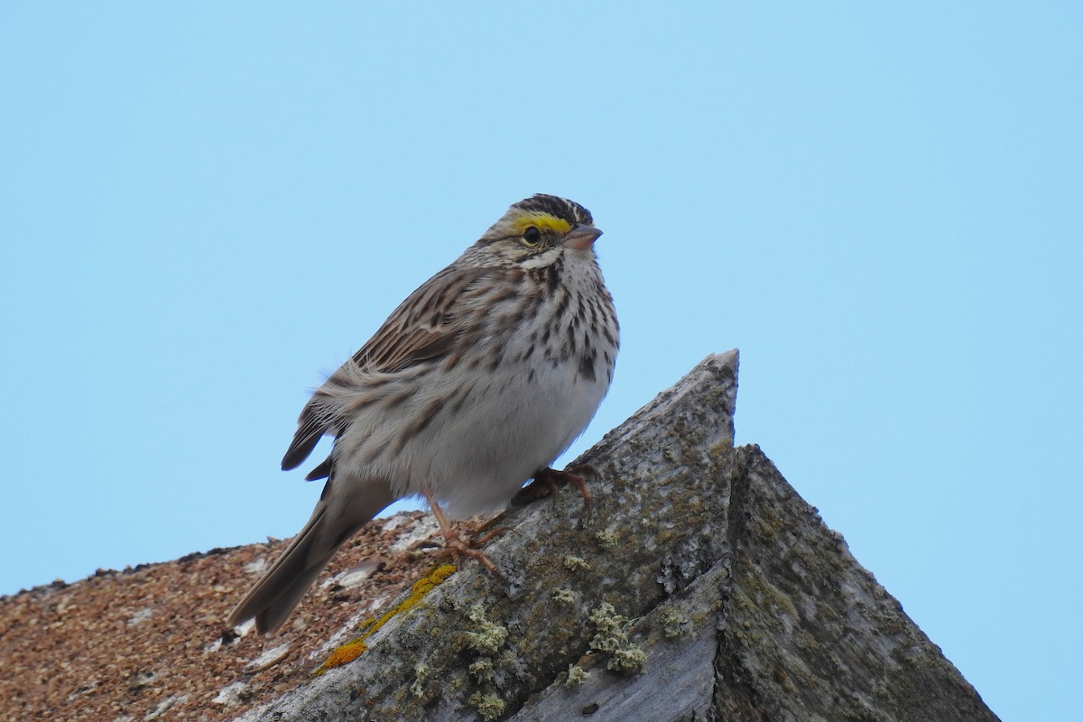 Savannah Sparrow - ML627892540