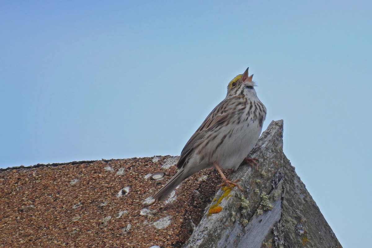 Savannah Sparrow - ML627892541