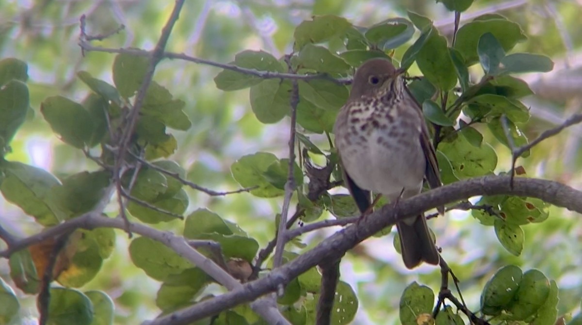 Hermit Thrush - ML627892568