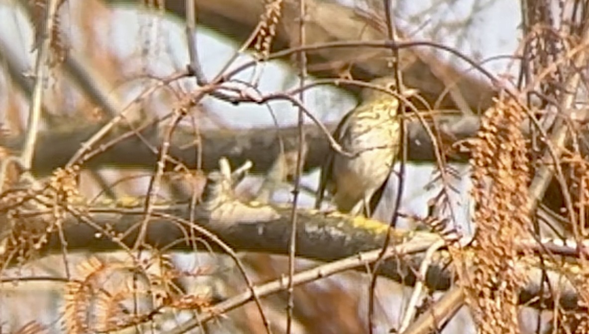 Hermit Thrush - ML627892569