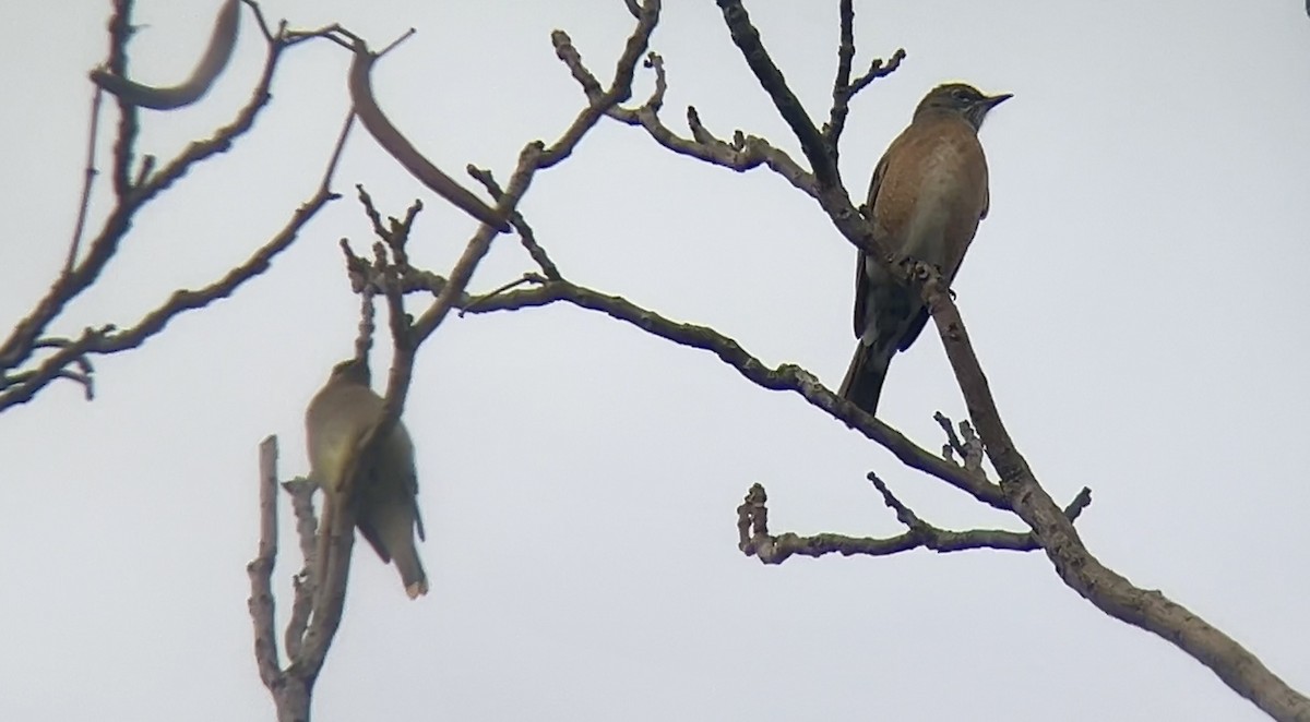 American Robin - ML627892584