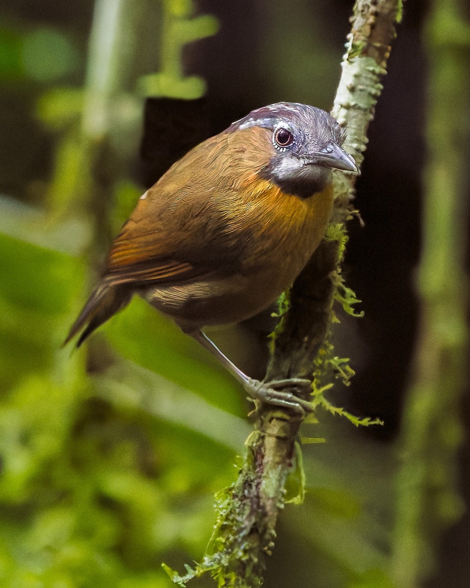 Gray-throated Babbler - ML627892585