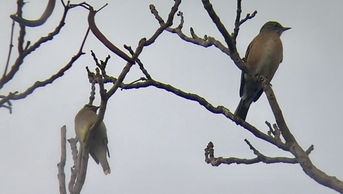 Cedar Waxwing - ML627892591