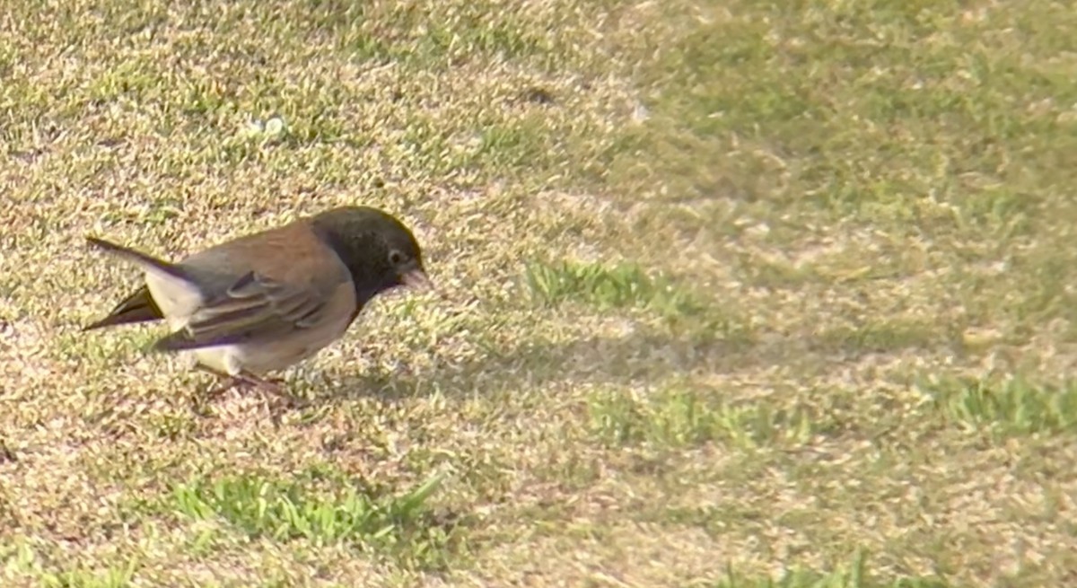 Dark-eyed Junco - ML627892603