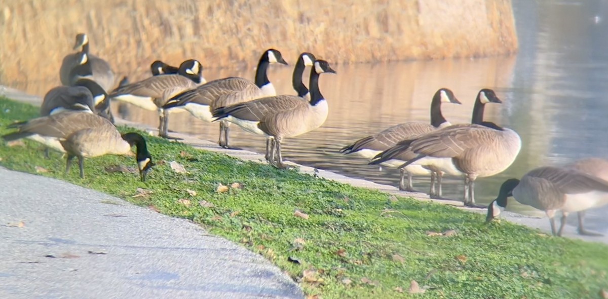 Canada Goose - ML627892618